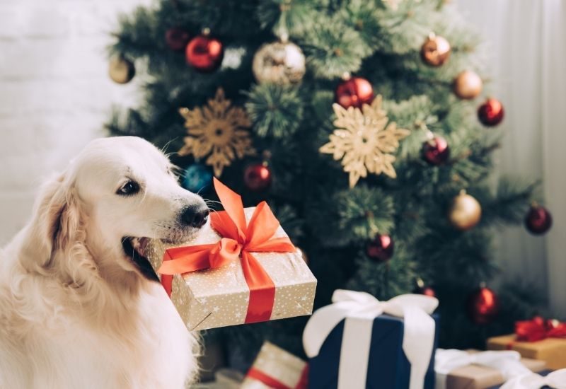 Ways To Celebrate the Holidays With Your Dog 1 Ways To Celebrate the Holidays With Your Dog