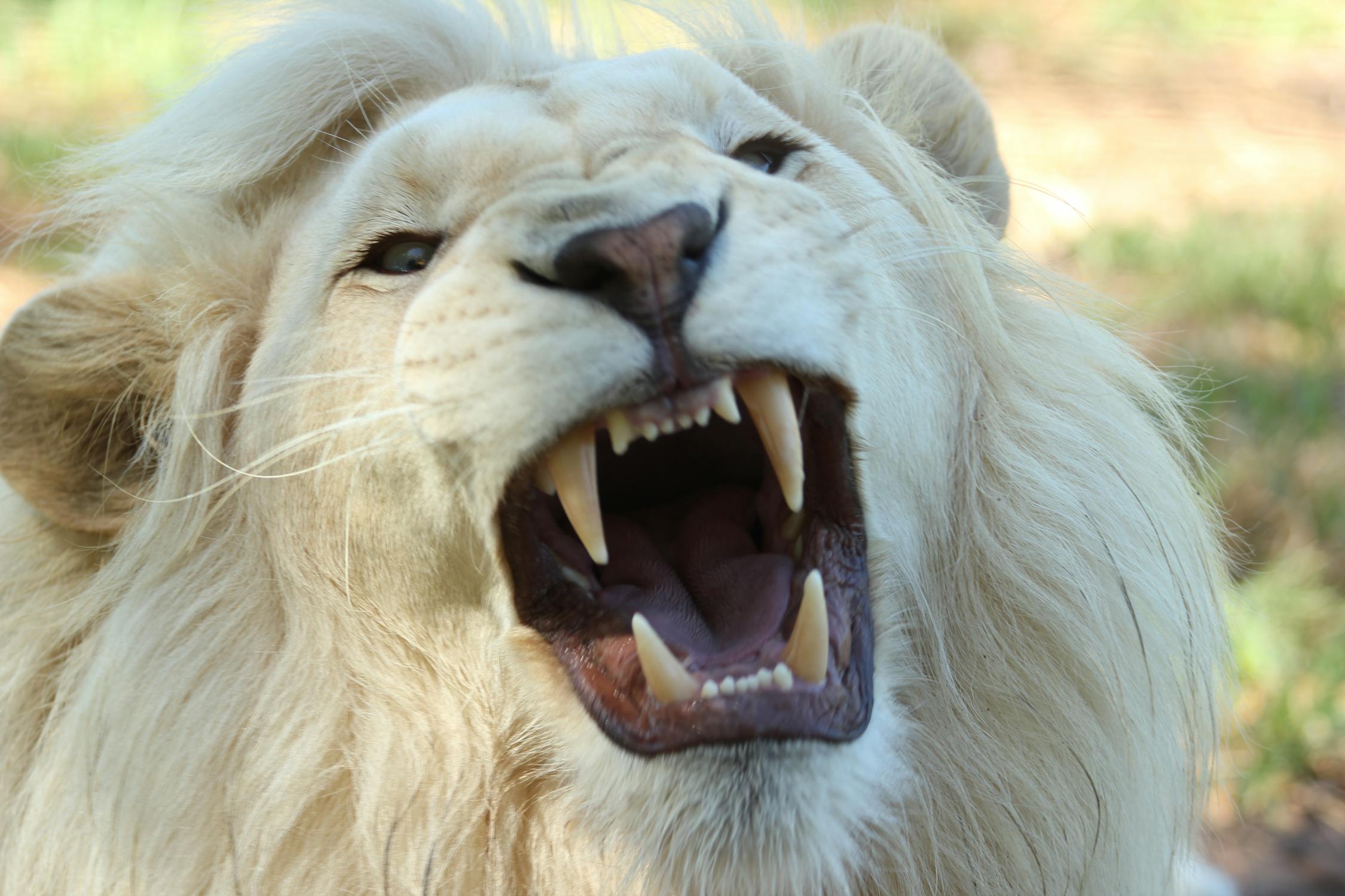 Key Responsibilities That Come With Adopting a Pet 1 adopting a pet lion